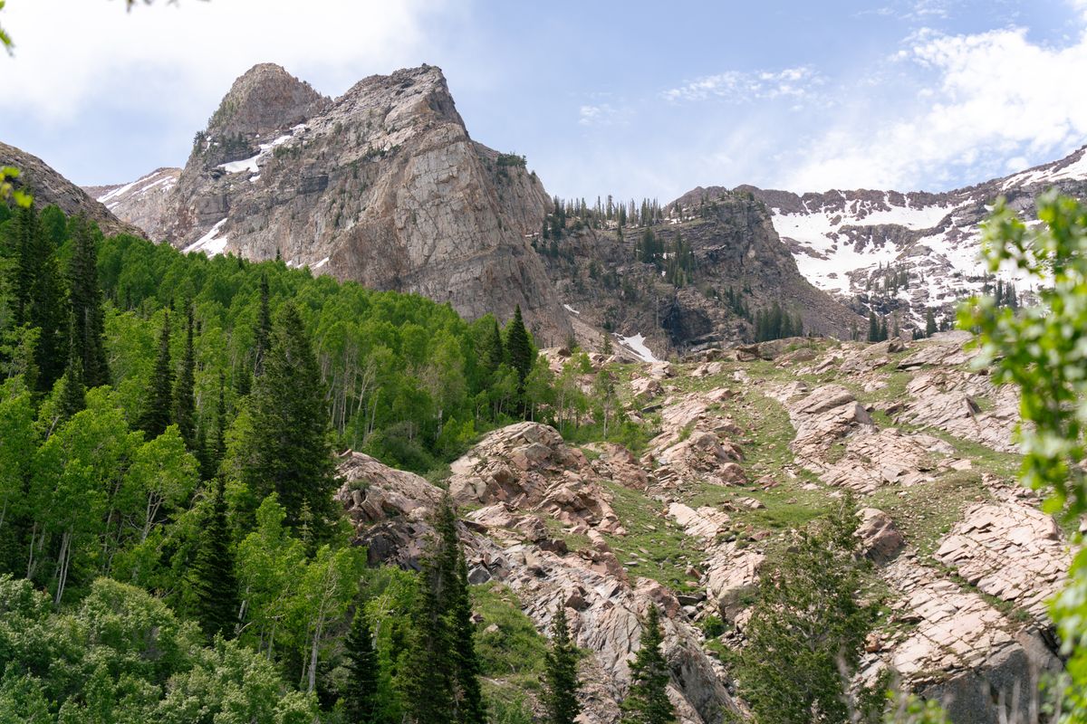 Forest and mountain peaks in the Wasatch Range